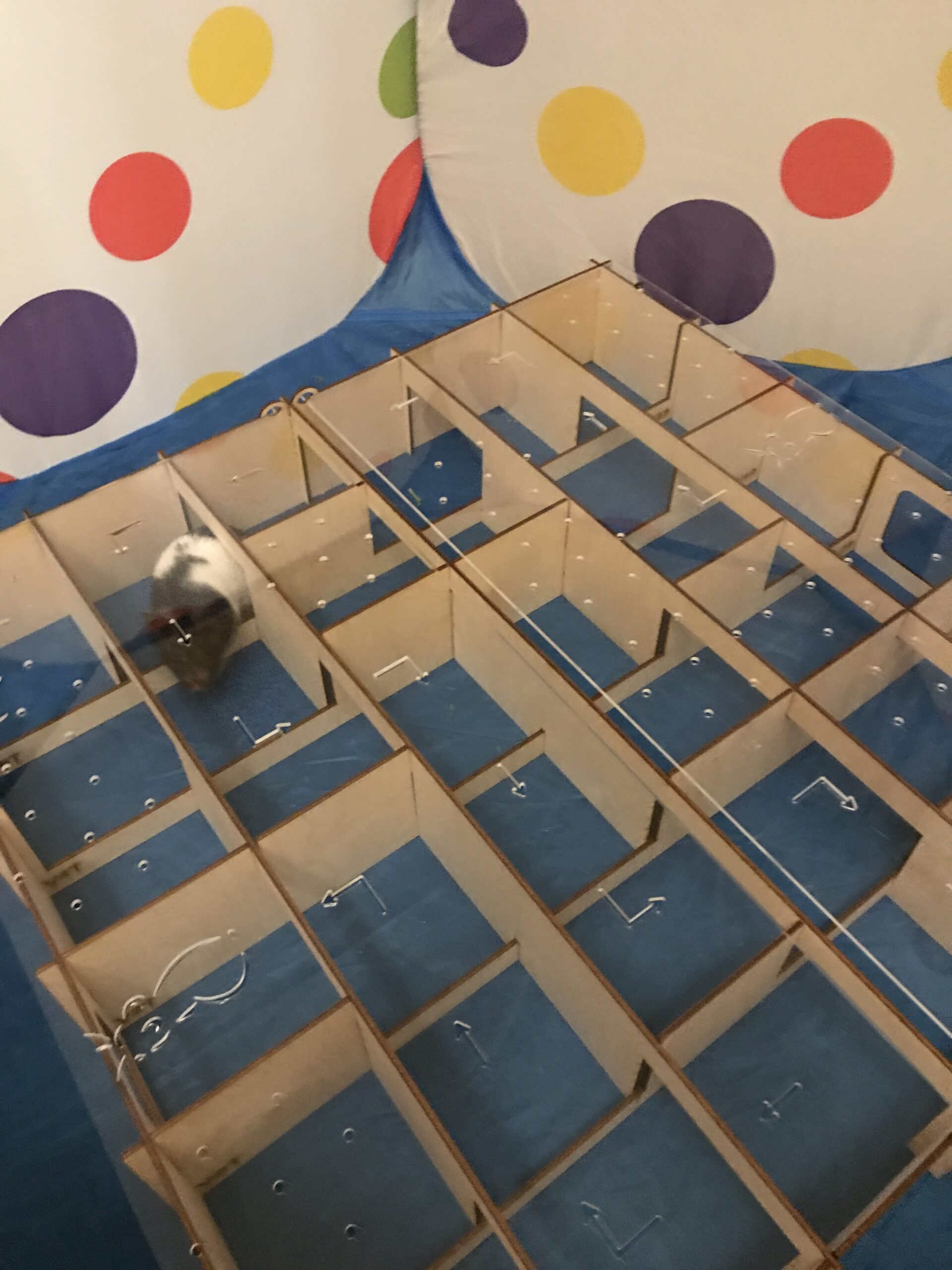 wood hamster maze wood hamster maze
