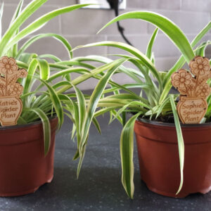 Personalised Vase Of Flowers Plant Tag Large & Small