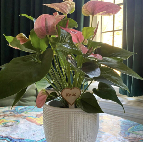 Heart Shaped Plant Tag