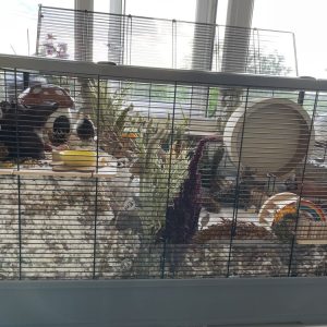 Langham Cage Accessories